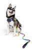American River Ombre Leash - Cosmic Splash